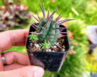 Euphorbia Ferox, Euphorbia enopla cactus in 2&quot; or 4&quot; pot