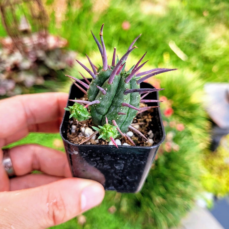 Euphorbia Ferox, Euphorbia enopla cactus dans un pot de 2 ou 4 2" pot