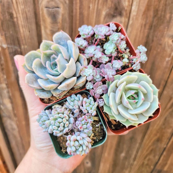 Set of 4 2