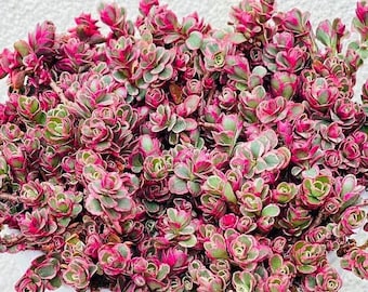 Sedum spurium 'Tricolor' Stonecrop, Groundcover Low Maintenance in 2 inches, 4 inches pot