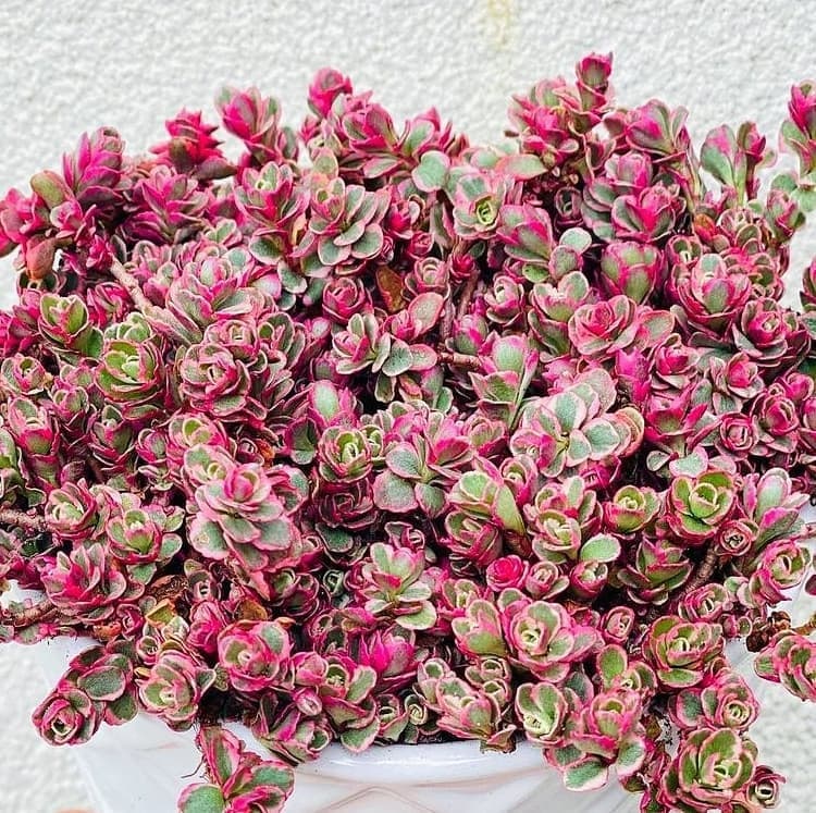 Sedum spurium 'Tricolor' Stonecrop, Groundcover Low Maintenance in 2 inches, 4 inches pot