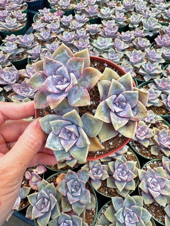 Graptopetalum Purple Delight | Purple Succulent Plants For Sale 2 inch / No Pot by Succulents Box