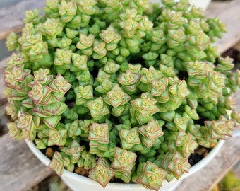 RARE Crassula Rupestris 2 inches pot, Kebab bush, Rosary Vine