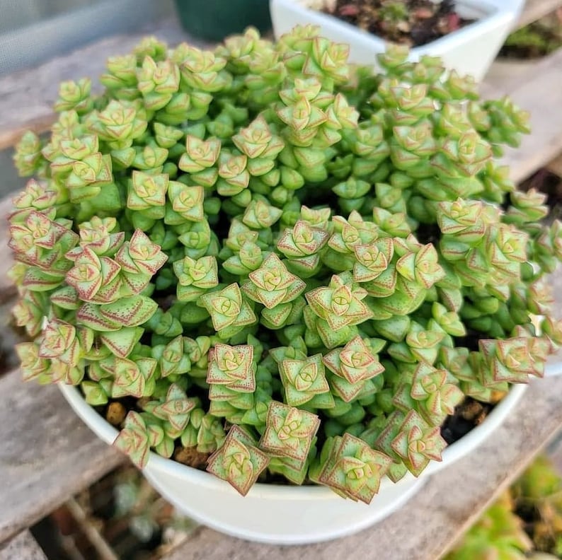 RARE Crassula Rupestris 2 inches pot, Kebab bush, Rosary Vine image 1