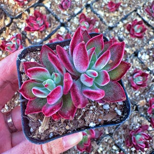 Rare Echeveria Pulvinata &quot;Ruby&quot;, ruby blush succulent, Echeveria red Devotion, Red Velvet Echeveria Plant in 2 inches pot