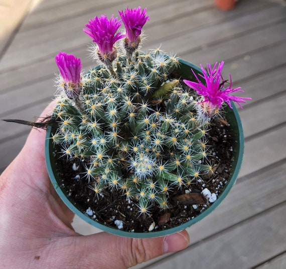 Rare Mini Desert Rose, Trichodiadema Densum, Miniature Dessert Rose  Succulent in 4 Inches Pot - Etsy