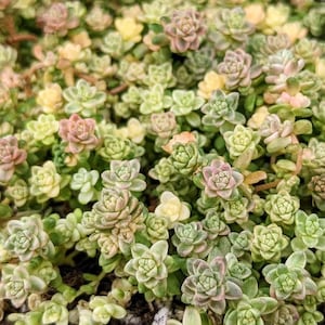 Sedum Angelicum Suzie Q