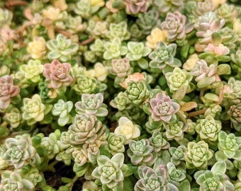 Sedum Angelicum Suzie Q