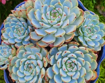 Echeveria Minima 2 inches pot