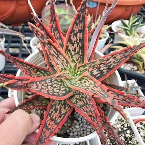 4" Pot of Aloe ‘Christmas Carol’