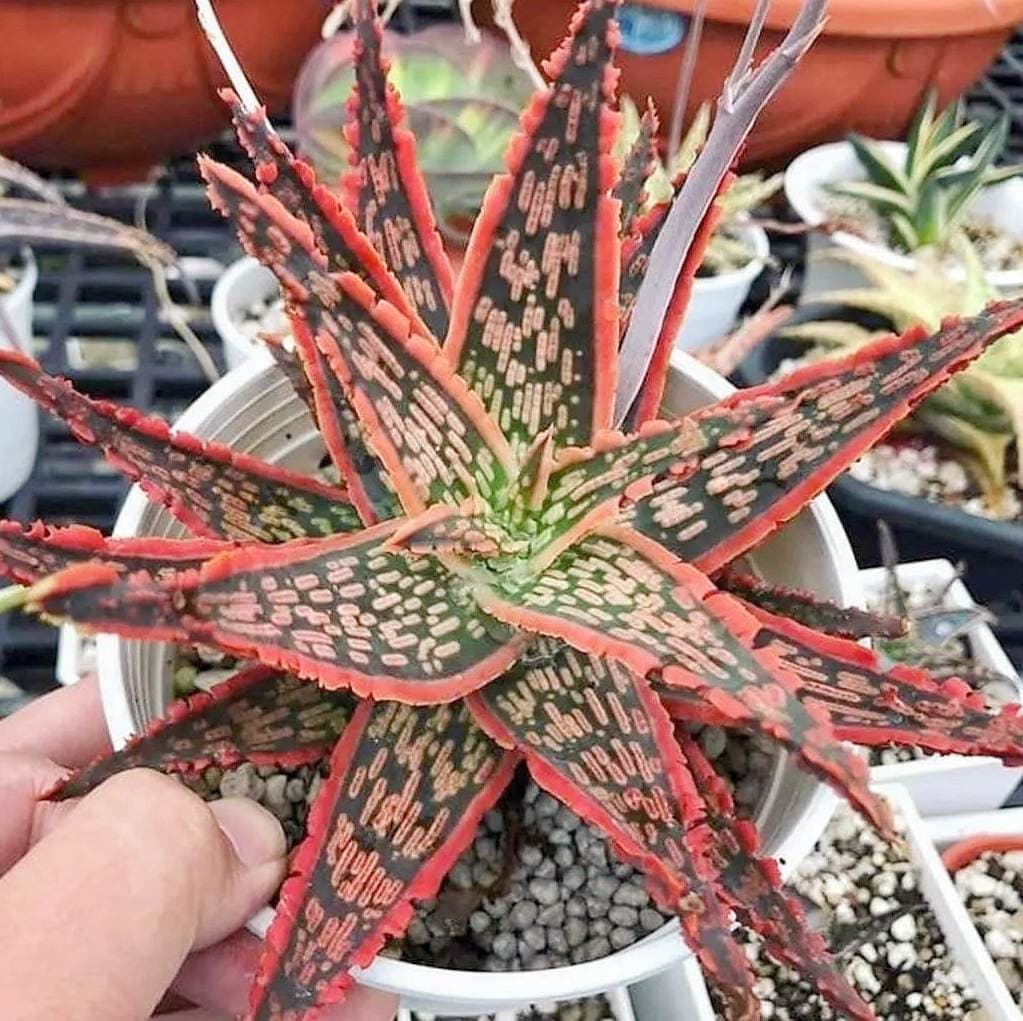 4" Pot of Aloe ‘Christmas Carol’