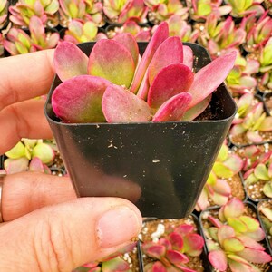 May include: A close-up of a small succulent plant with red and green leaves in a black plastic pot. The plant is surrounded by other succulents in similar pots.