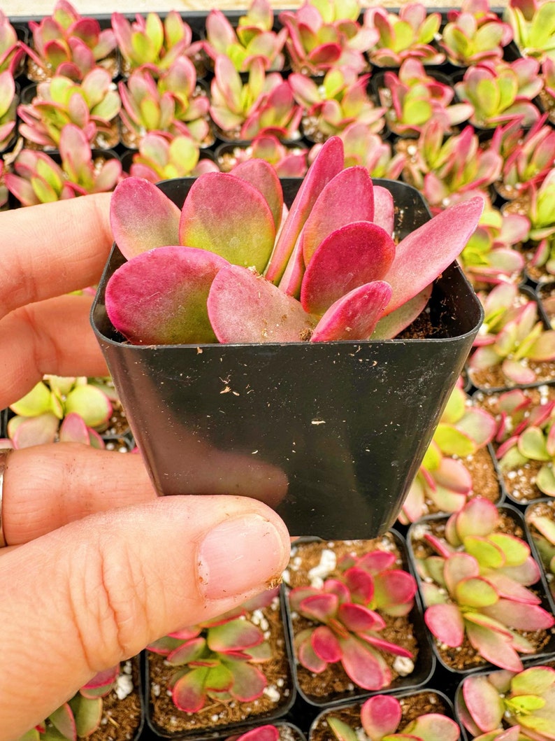 May include: A close-up of a small succulent plant with red and green leaves in a black plastic pot. The plant is surrounded by other succulents in similar pots.