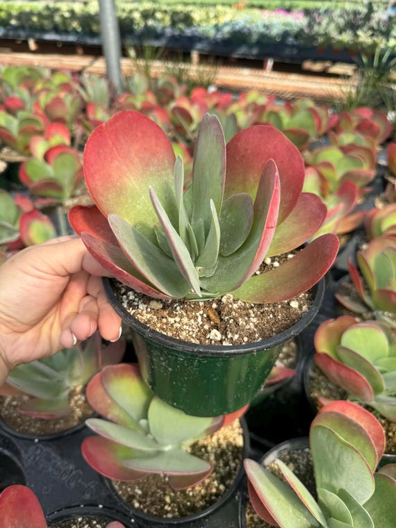 succulent plant for sale Assorted Beginner Plants  Lazy Gardens