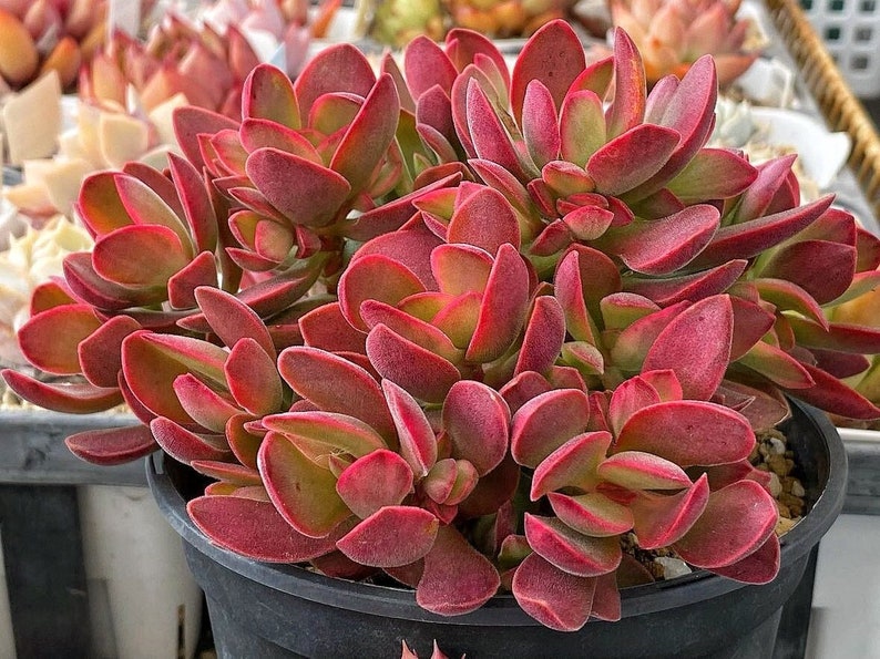 May include: A close-up of a red succulent plant with green edges on the leaves. The plant is potted in a black plastic pot.