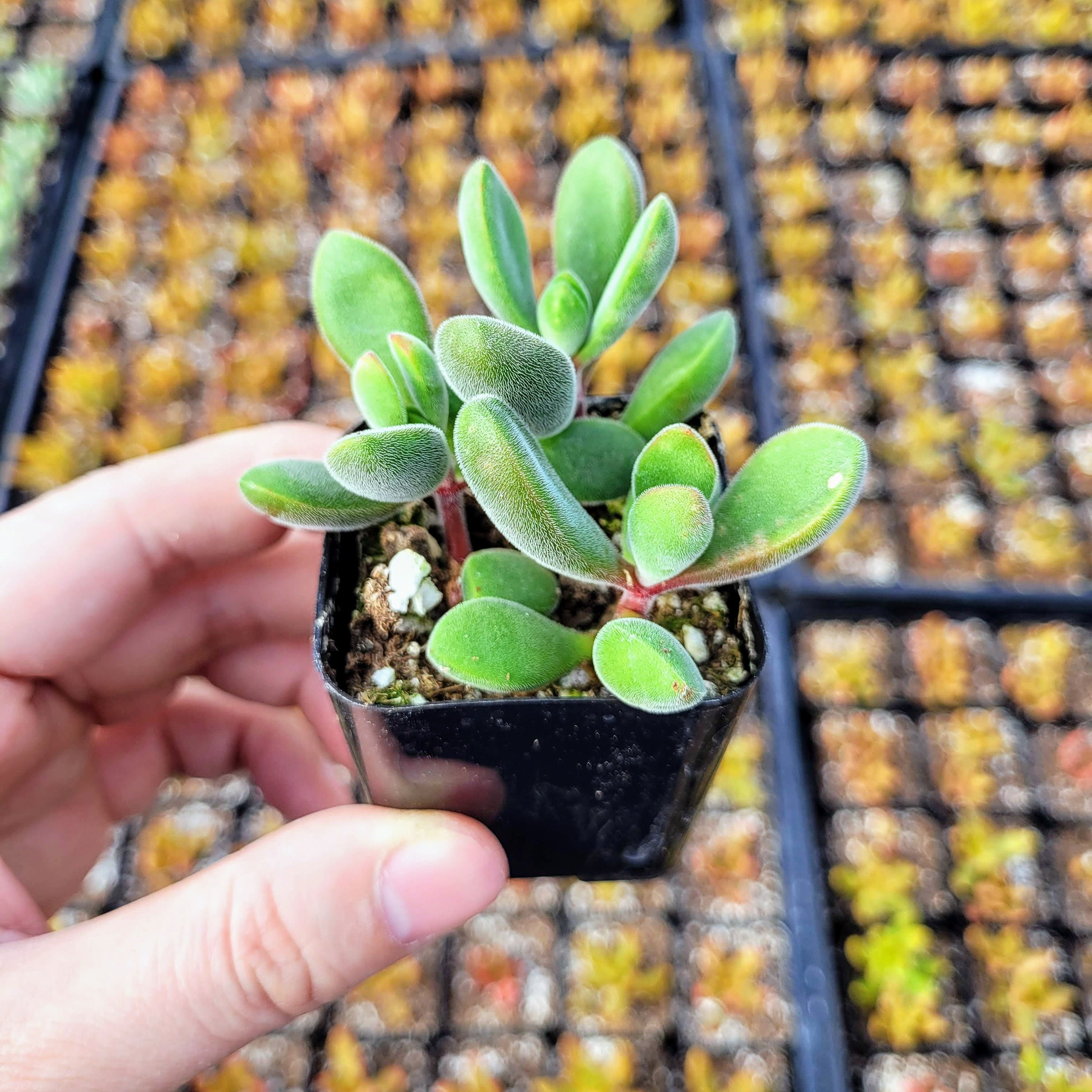 Fuzzy Crassula Congesta in 2 Inches Pot - Etsy