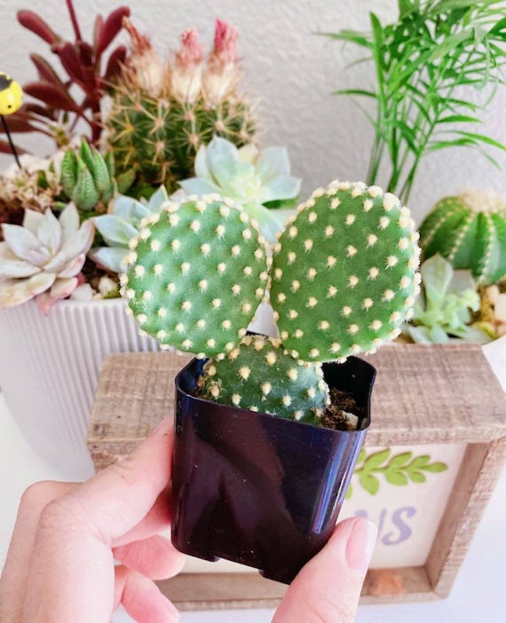 Bunny Ears Cactus: White Angel Prickly Pear - Opuntia Microdasys Albispina  (2 inch pot) - Etsy sterreich