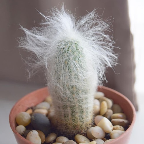 デ*オ様 希少 METEORATOYZ Cactus メテオトライズ ミラーハン Oreocereus Trollii, Cephalocereus Senilis, Old Man of the Andes