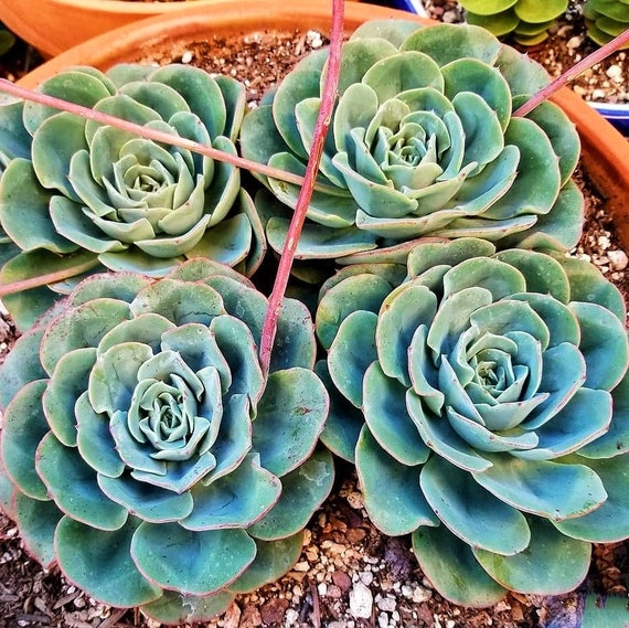 Echeveria Atlantis - 2 Inches Pot - Etsy Hong Kong