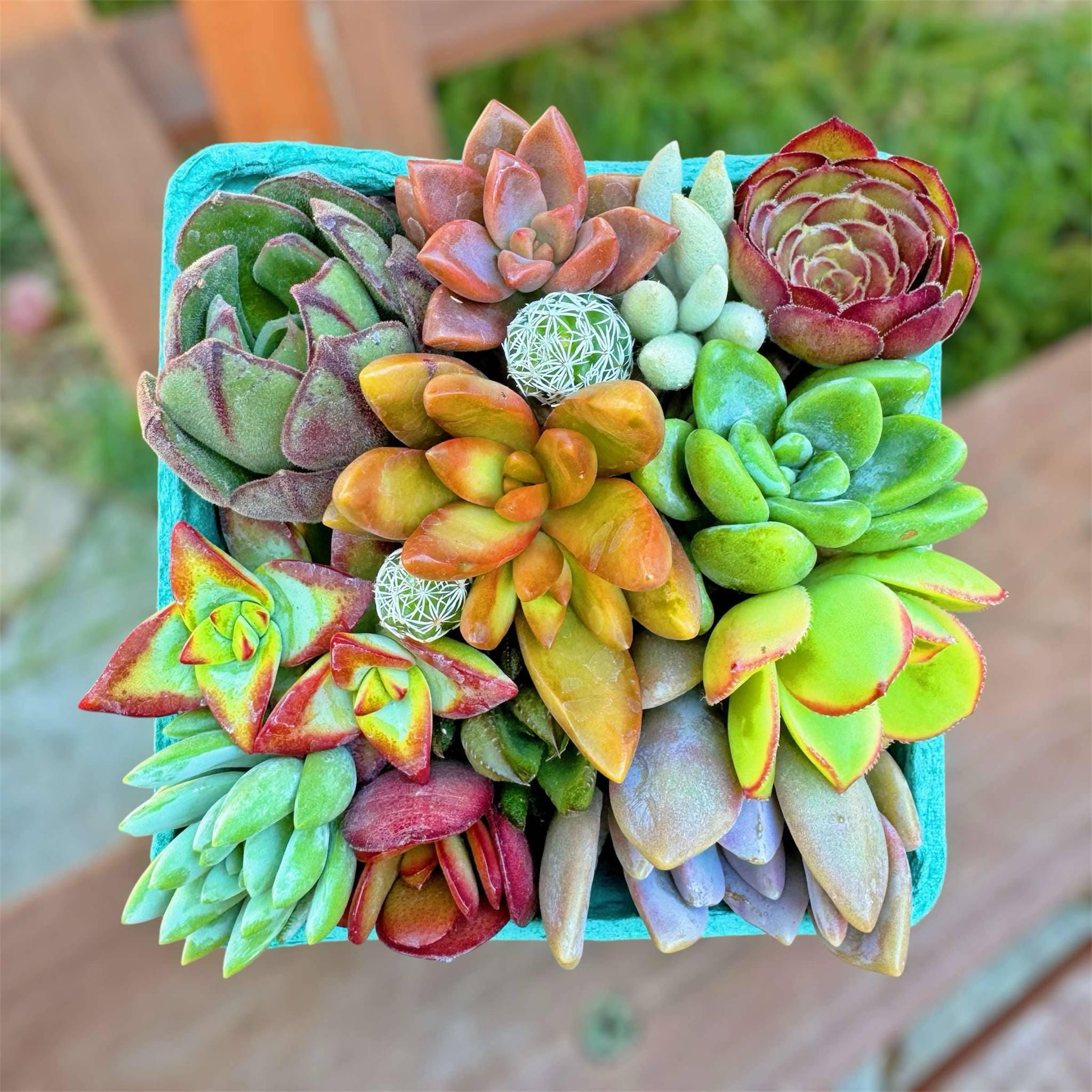 MySucculentCorner - Etsy