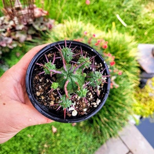 Euphorbia Ferox, Euphorbia enopla cactus dans un pot de 2 ou 4 image 6