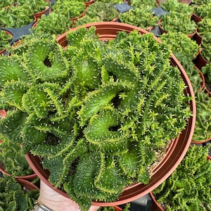 Euphorbia Flanaganii F. Cristata Crested Cactus Rare Succulent