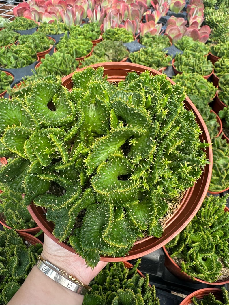 Euphorbia Flanaganii F. Cristata Crested Cactus Rare Succulent - Thumbnail 2