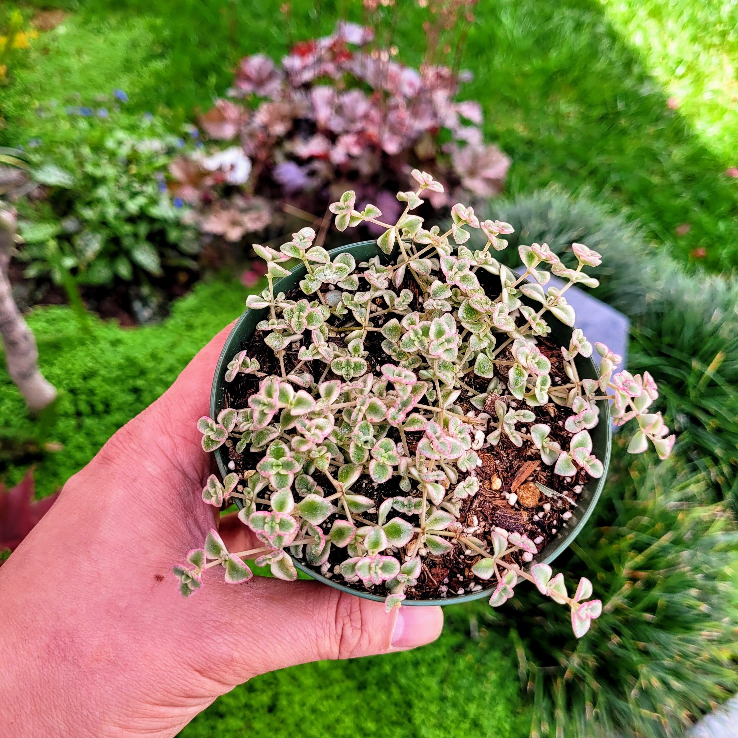 17 Microsorum sp.variegated 斑入りミクロソリュウム Microsorum variegate | Happy Plant Nursery