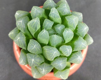 Haworthia cymbiformis  var. obtusa Plant, Indoor Plants, Small House Plants in 2 inches pot