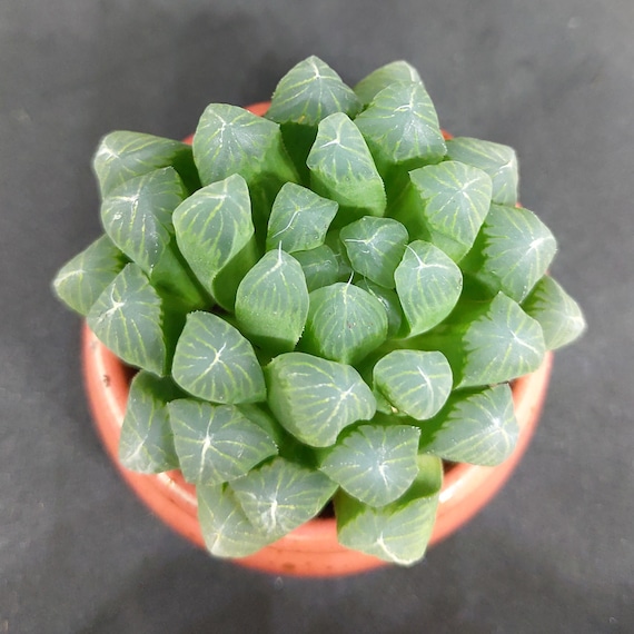 Haworthia cymbiformis var. obtusa Plant, Indoor Plants, Small