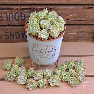 rare korean Graptoveria Lovely Rose 2 or 4 inches pot