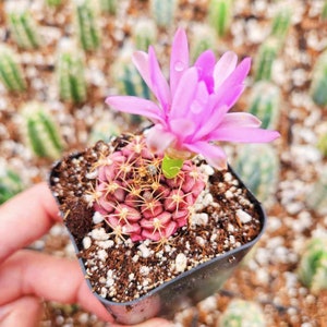 Gymnocalycium Rotundulum Cactus, Pink Cactus 2 4 pot image 2