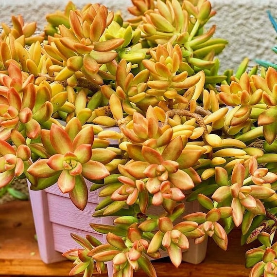 2 Sedum Nussbaumerianum Orange Delight - Etsy