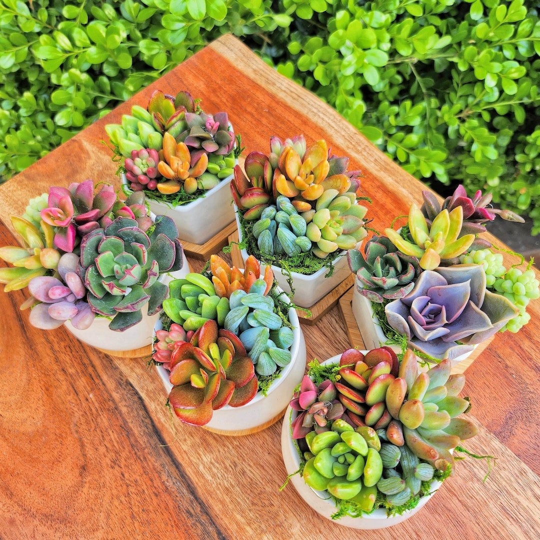 Honey Bubbles - Mini Succulent Garden in Ceramic Pots - Etsy