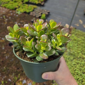 Jade Plant Crassula Ovata Jade Succulent Plant Succulent Houseplant Starter Plants Sun Loving Succulents Indoor Houseplants 6" pot