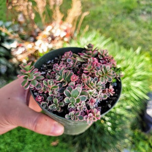 Sedum spurium 'Tricolor' Stonecrop, Groundcover Low Maintenance in 2 inches, 4 inches pot 4" pot