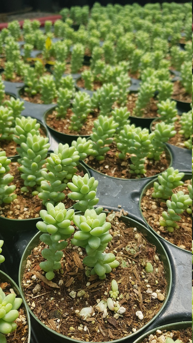 Burro's Tail Succulents Plants, Sedum Morganianum, Donkey's Tail in 4 inches pot image 3