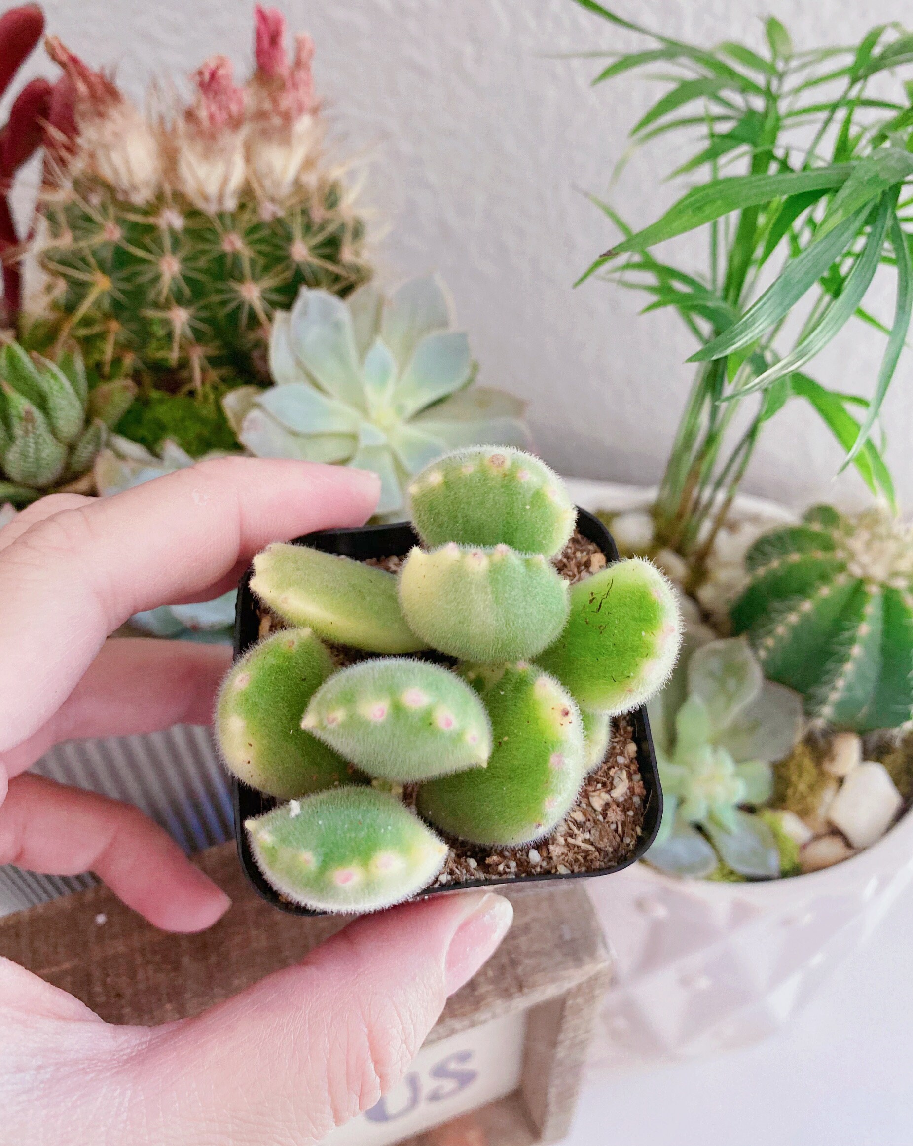 Variegated Bear Paw, Bear Claw Succulent, Cotyledon Tomentosa, Cotyle…