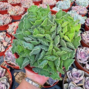 May include: A close-up of a green succulent plant with ruffled leaves. The plant is being held in a hand, and the background is filled with other succulents in pots.