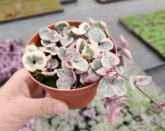 Chaîne de coeurs panachée, Ceropegia Woodii, VSOH, chapelet, liane chérie dans un pot de 2", 4"