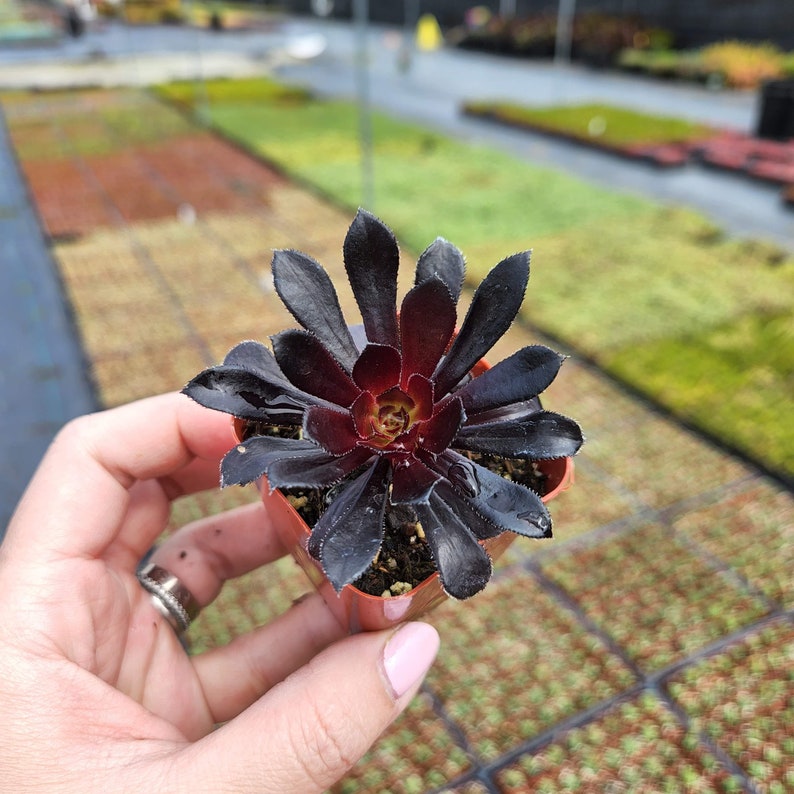 2 Aeonium Zwarktop Black Rose - Etsy