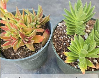 RARE 2", 4 Pot of Crassula Shark Tooth Red Pagoda