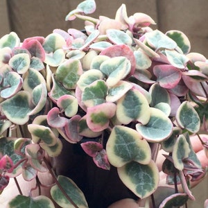 Variegated String of Hearts, Ceropegia Woodii, VSOH, Rosary Vine, Sweetheart Vine in 2", 4" pot
