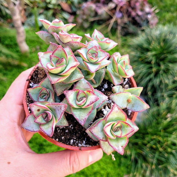 Crassula Perforata String of Buttons 2, 4 Inches Pot - Etsy
