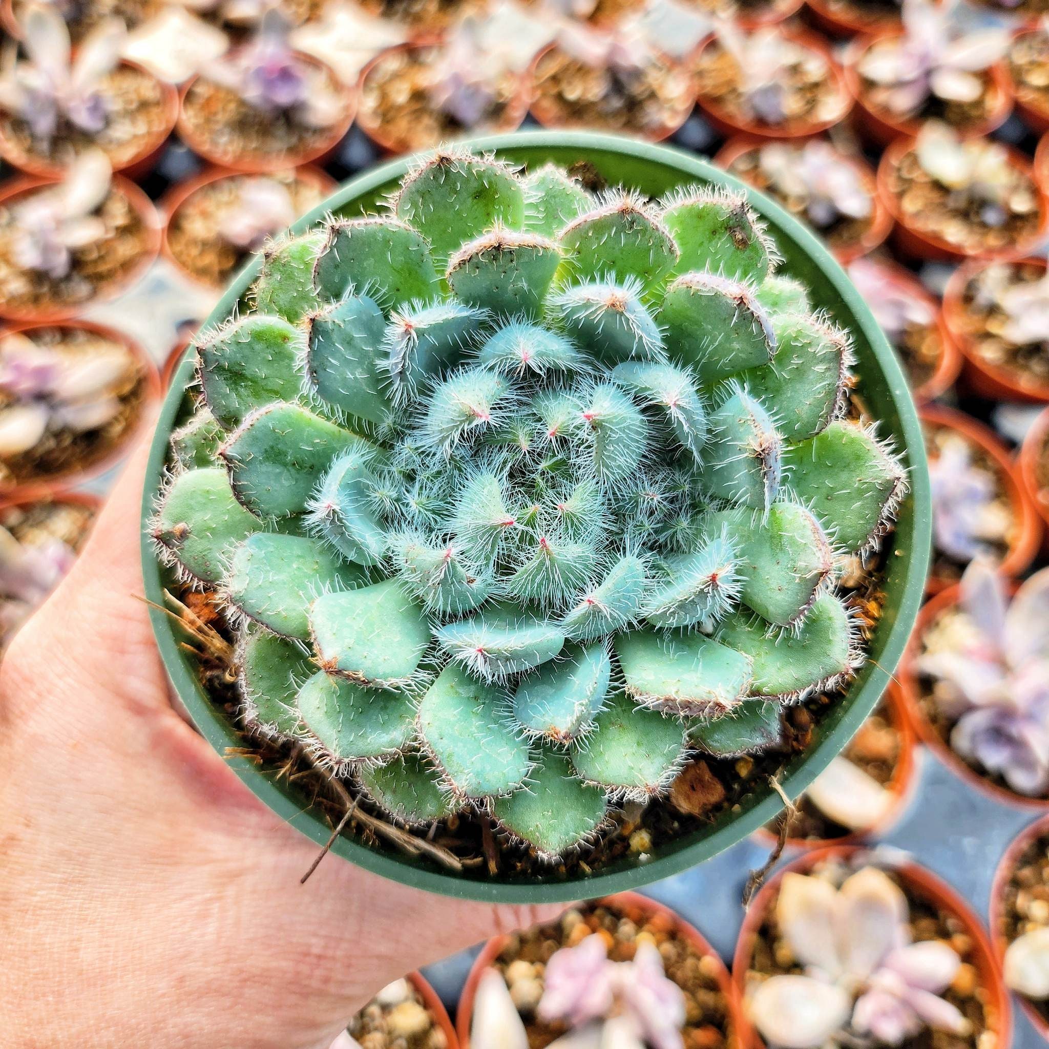 Rare Echeveria Setosa, Mexican Firecracker, 2 Rare Echeveria Setosa, Mexican Firecracker, 2