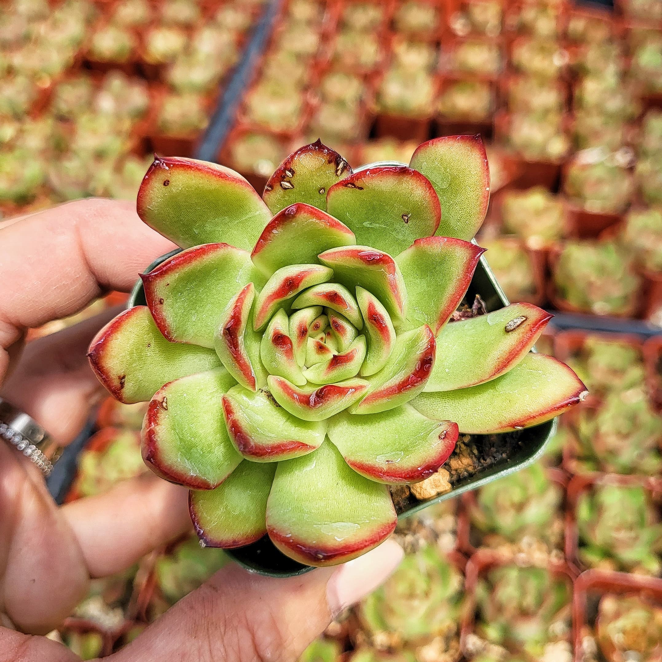 Echeveria Agavoides Lipstick, Red Tip, 2 or 4 inches pot - Etsy 日本