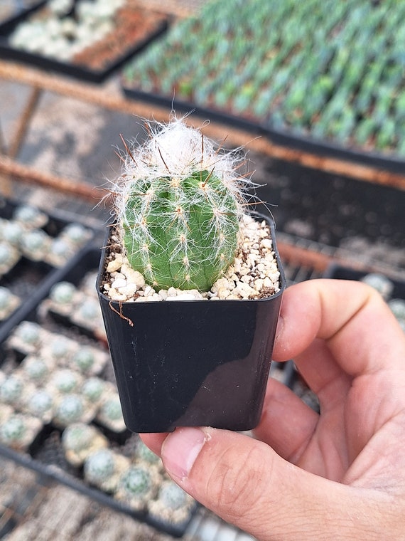 Oreocereus Trollii, Cephalocereus Senilis, Old Man of the Andes
