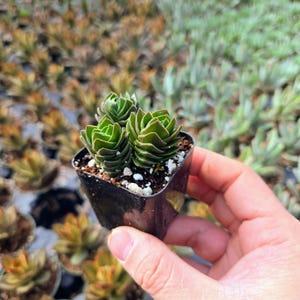 Puede incluir: Una peque&ntilde;a planta suculenta verde en una maceta de pl&aacute;stico negra. La planta tiene varias rosetas de hojas que est&aacute;n apretadas juntas.