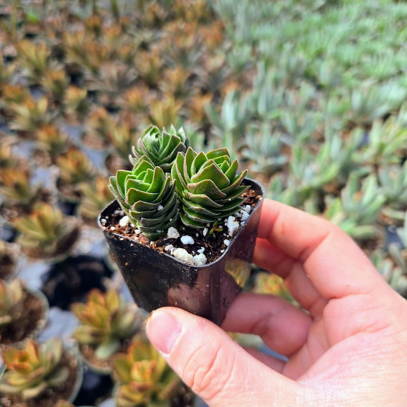 Puede incluir: Una peque&ntilde;a planta suculenta verde en una maceta de pl&aacute;stico negra. La planta tiene varias rosetas de hojas que est&aacute;n apretadas juntas.