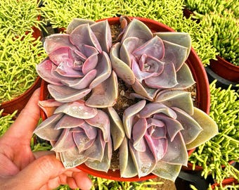 Echeveria Perle Von Nurnberg in 2 inches pot